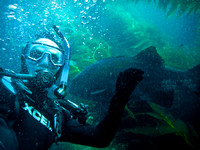 Discover Local Diving July 16, 2013