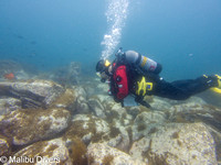 Aug 21 2021 - Reef Check Surveys