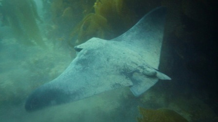 Bat Ray at Doctor's Cove