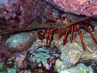 Lobster Diving